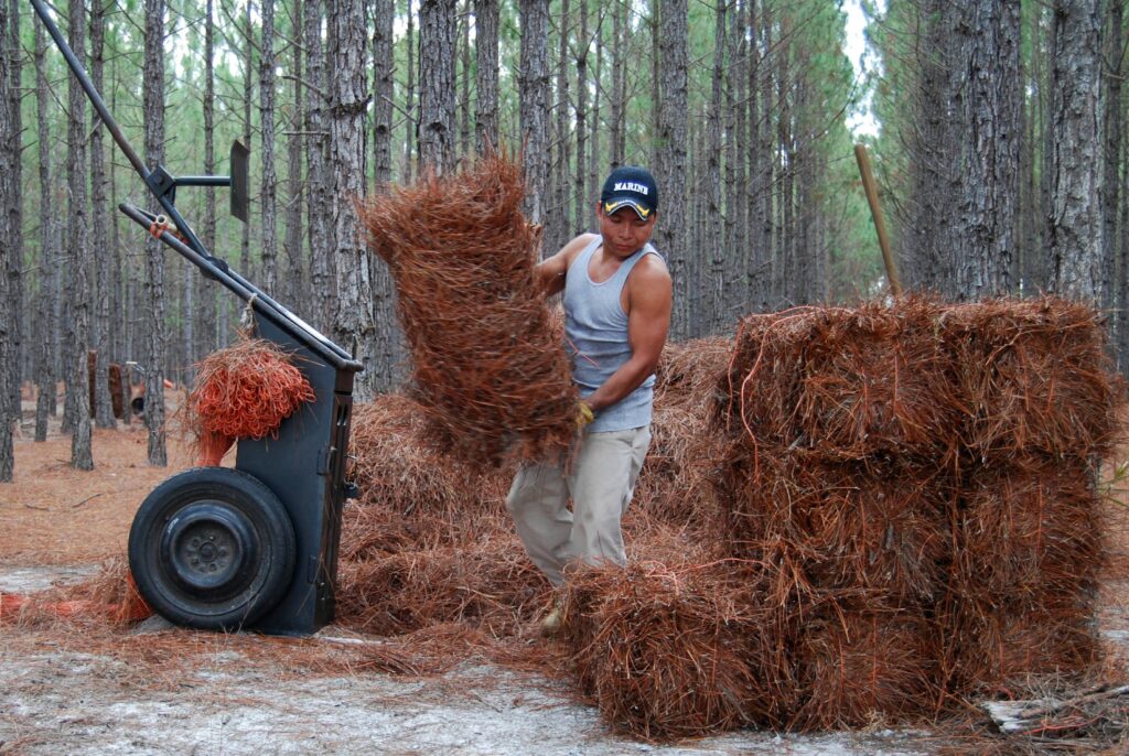 Unique was of hand cleaning the pine straw