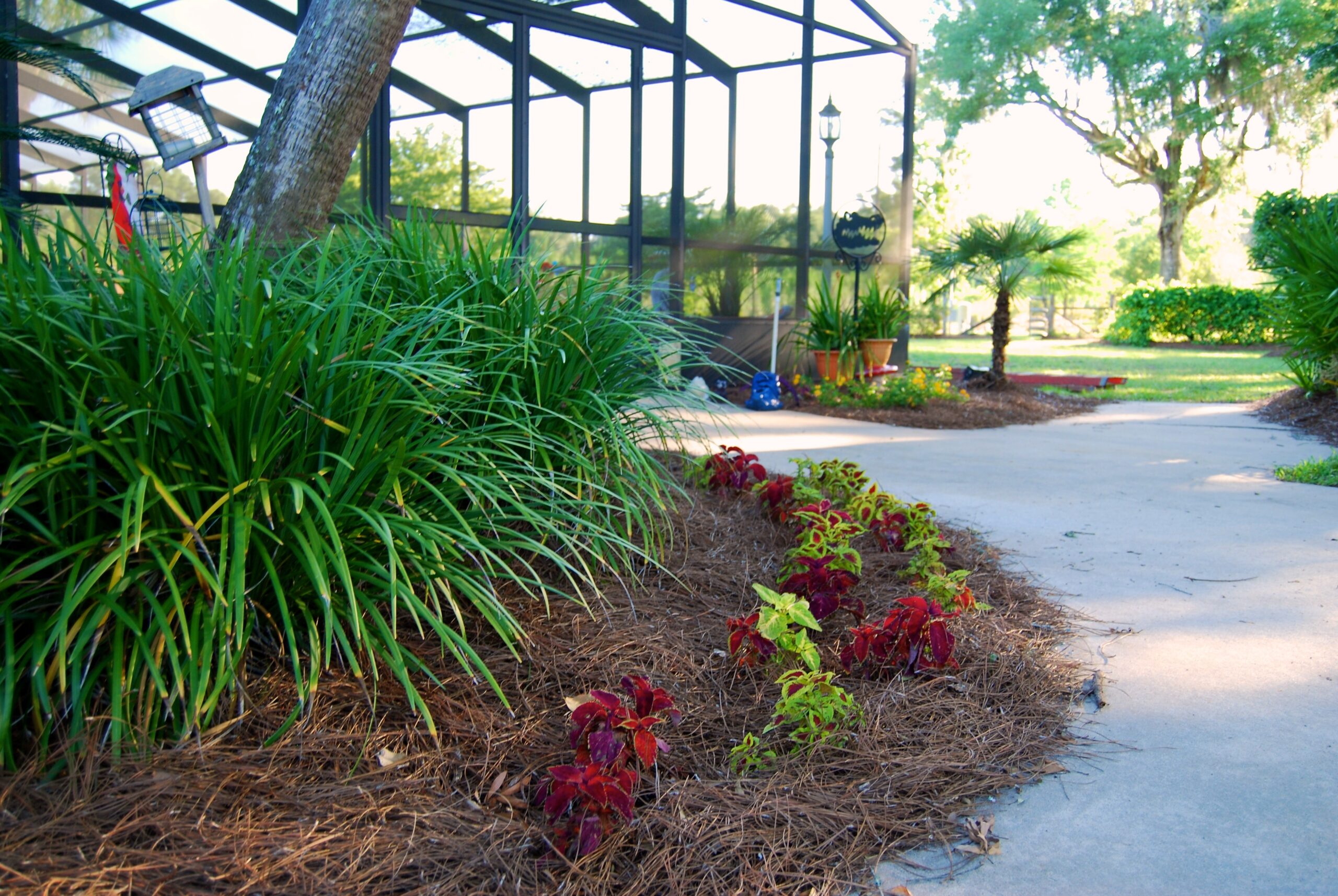 Landscaping outside of a pool enclosure that uses pine straw instead of mulch